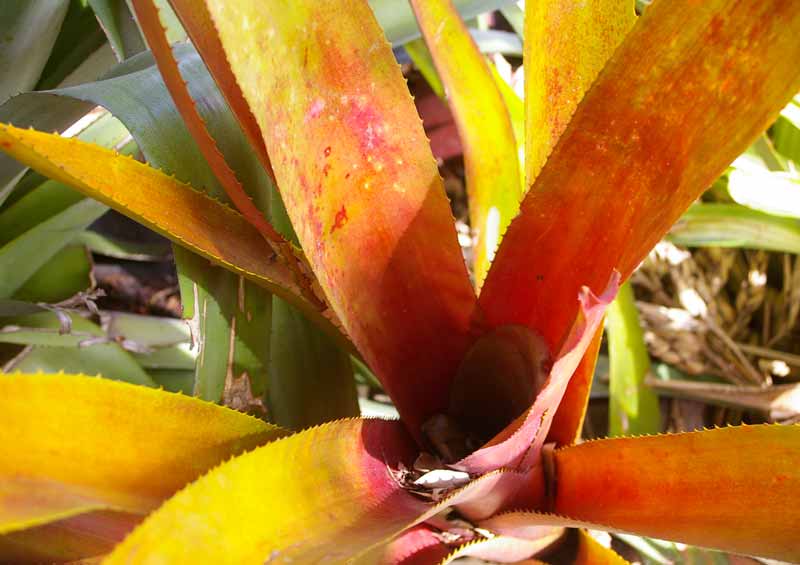 Aechmea gigantea - has leathery spiney leaves that become more yellow and orange when planted in full sun.